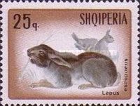 European Hare (Lepus europaeus)