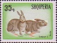 Domestic Rabbit (Oryctolagus cuniculus f. domestica)