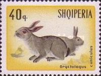 European Rabbit (Oryctolagus cuniculus) 
