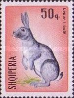 Domestic Rabbit (Oryctolagus cuniculus f. domestica)