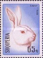 Domestic Ermine Rabbit (Oryctolagus cuniculus f. domestica)