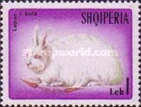 English Angora Rabbit (Oryctolagus cuniculus f. domestica)