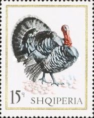 Domesticated Turkey (Meleagris gallopavo f. domestica)