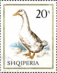 Domestic Duck (Anas platyrhynchos domesticus)