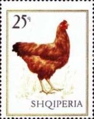 Hen (Gallus gallus domesticus)