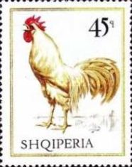 Cock (Gallus gallus domesticus)