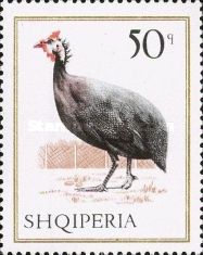 Helmeted Guineafowl (Numida meleagris)
