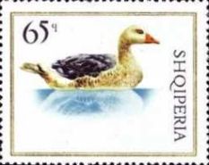 Domestic Goose (Anser anser domesticus)