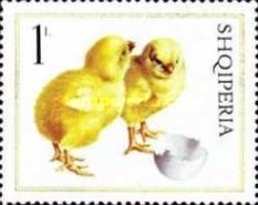 Chicks (Gallus gallus domesticus)