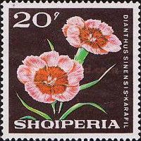 China Pink (Dianthus chinensis)