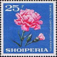 Carnation (Dianthus caryophyllus)