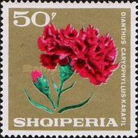Carnation (Dianthus caryophyllus)