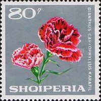 Dianthus caryophyllus karafil