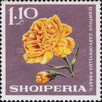Carnation (Dianthus caryophyllus)