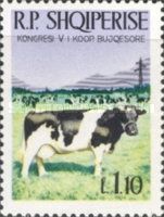 Cattle (Bos taurus)
