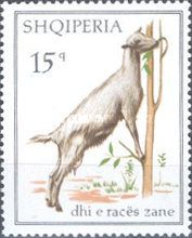 Saanen Goat (Capra aegagrus hircus)