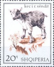 Domestic Goat (Capra aegagrus hircus)