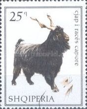 Domestic Goat (Capra aegagrus hircus)