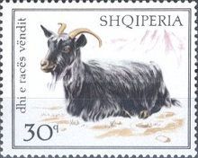 Domestic Goat (Capra aegagrus hircus)