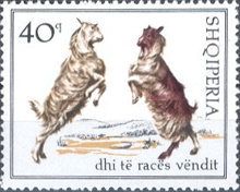 Domestic Goat (Capra aegagrus hircus)