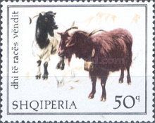 Domestic Goat (Capra aegagrus hircus)