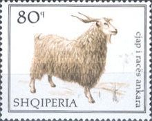 Angora Goat (Capra aegagrus hircus)
