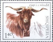 Domestic Goat (Capra aegagrus hircus)