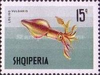 European Squid (Loligo vulgaris)