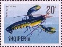 European Lobster (Homarus gammarus)