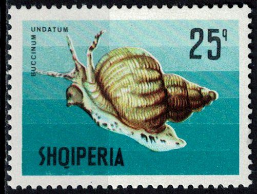Common Whelk (Buccinum undatum)