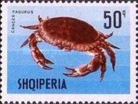 Edible Crab (Cancer pagurus)