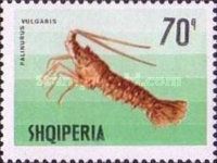 European Spiny Lobster (Palinurus elephas)