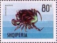 Shore Crab (Carcinius maenas)