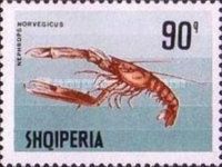Norway Lobster (Nephrops norvegicus)