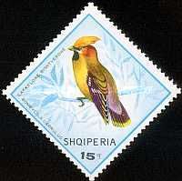 Bohemian Waxwing (Bombycilla garrulus)