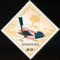 Rosy Starling (Pastor roseus)