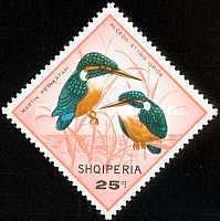 Common Kingfisher (Alcedo atthis)