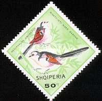 Long Tailed Tit (Aegithalos caudatus)