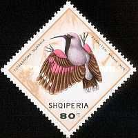 Wallcreeper (Tichodroma muraria)