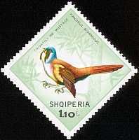 Bearded Reedling (Panurus biarmicus)