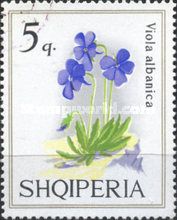 Albanian Violet (Viola magellensis)