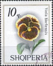 Pansy (Viola tricolor hortensis)