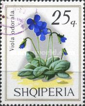 Sweet Violet (Viola odorata)