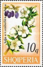 Common plum (Prunus domestica)