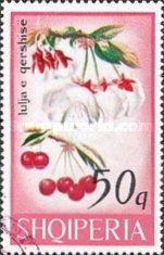Cherry (Prunus cerasus)