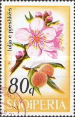 Peach (Prunus persica)