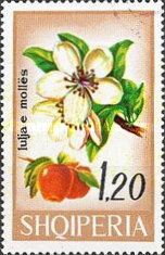 Apple (Malus pumila)