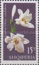 Madonna Lily