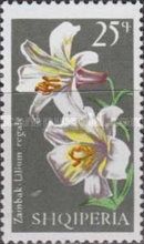 Royal Lily