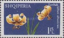 Albanian Lily
